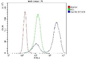 Flow Cytometry analysis of K562 cells using anti- GATA1 antibody (ABIN7599075).