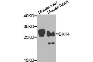 Western blot analysis of extracts of mouse liver and mouse heart cells, using DKK4 antibody. (DKK4 Antikörper)