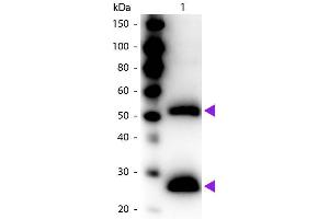 Western blot of Peroxidase conjugated Goat F(ab’)2 Anti-Mouse IgG secondary antibody. (Ziege anti-Maus IgG (Whole Molecule) Antikörper (HRP) - Preadsorbed)