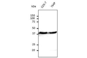 Anti-beta-Actin Ab at 1/500 dilution, lysates at 100 µg per Iane, Rabbit polyclonal to goat lgG (HRP) at 1/10,000 dilution, (beta Actin Antikörper  (N-Term))