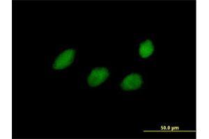 Immunofluorescence of purified MaxPab antibody to TCEAL4 on HeLa cell. (TCEAL4 Antikörper  (AA 1-215))