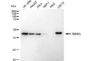 Western blotting analysis using ABHD5 antibody (ABIN7797436). (Rekombinanter ABHD5 Antikörper)