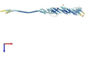 EXOC6B Protein (AA 1-811) (His tag)