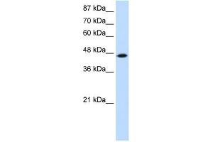 TRIT1 antibody used at 2. (TRIT1 Antikörper  (C-Term))