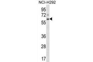 Western Blotting (WB) image for anti-Adenomatosis Polyposis Coli Down-Regulated 1 (APCDD1) antibody (ABIN2997298) (APCDD1 Antikörper)