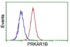 Image no. 1 for anti-Protein Kinase, CAMP-Dependent, Regulatory, Type I, beta (PRKAR1B) antibody (ABIN1500406) (PRKAR1B Antikörper)