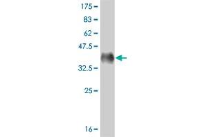 Western Blot detection against Immunogen (36. (MED17 Antikörper  (AA 551-651))