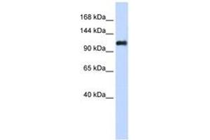 Image no. 1 for anti-Nidogen 2 (NID2) (AA 1044-1093) antibody (ABIN6743485) (NID2 Antikörper  (AA 1044-1093))