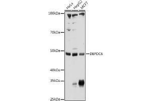 Western blot analysis of extracts of various cell lines, using DEPDC6 Rabbit pAb (ABIN6130266, ABIN6139536, ABIN6139537 and ABIN6225007) at 1:1000 dilution.