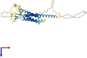 CACNG4 Protein (AA 1-327) (His tag)