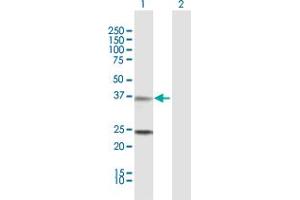 Western Blot analysis of TNNT2 expression in transfected 293T cell line by TNNT2 MaxPab polyclonal antibody. (Cardiac Troponin T2 Antikörper  (AA 1-295))