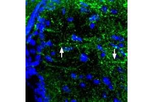 Expression of MC4R in mouse brainImmunohistochemical staining of perfusion-fixed frozen mouse brain sections using Anti-MC4 Receptor (extracellular) Antibody (ABIN7043324, ABIN7044596 and ABIN7044597), (1:100). (Melanocortin 4 Receptor (MC4R) Peptid)