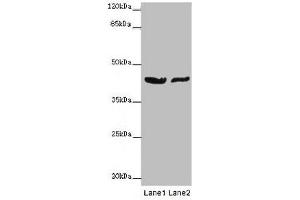 Western blot All lanes: GATA1 antibody at 7 μg/mL Lane 1: MCF-7 whole cell lysate Lane 2: A549 whole cell lysate Secondary Goat polyclonal to rabbit IgG at 1/10000 dilution Predicted band size: 43, 36, 35 kDa Observed band size: 43 kDa (GATA1 Antikörper  (AA 39-153))