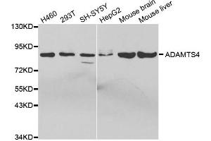 Western Blotting (WB) image for anti-ADAM Metallopeptidase with Thrombospondin Type 1 Motif, 4 (ADAMTS4) antibody (ABIN1870806) (ADAMTS4 Antikörper)