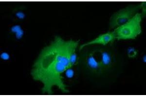 Anti-ARHGAP25 mouse monoclonal antibody (ABIN2452779) immunofluorescent staining of COS7 cells transiently transfected by pCMV6-ENTRY ARHGAP25 (RC217414). (ARHGAP25 Antikörper)