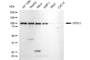 anti-Vacuolar Protein Sorting 11 Homolog (VPS11) antibody