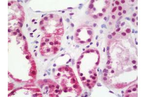 Anti-TRIM33 / TIF1-Gamma antibody IHC staining of human kidney. (TRIM33 Antikörper  (C-Term))