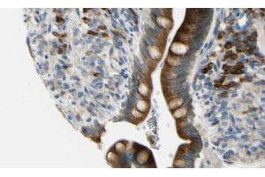 ABIN6268662 at 1/100 staining Mouse intestine tissue by IHC-P. (GJB2 Antikörper  (Internal Region))