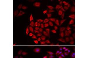 Immunofluorescence analysis of HeLa cells using COCH Polyclonal Antibody (COCH Antikörper)