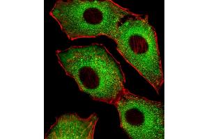 Fluorescent image of A549 cells stained with CDK5 Antibody (C-term) (ABIN6242783 and ABIN6577637). (CDK5 Antikörper  (C-Term))