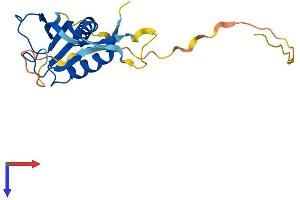 RPP25 Protein (AA 1-199) (His tag)
