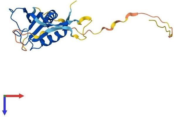 RPP25 Protein (AA 1-199) (His tag)