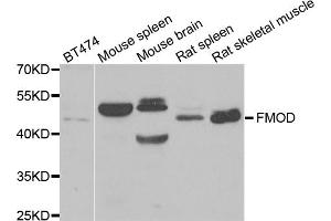 Western blot analysis of extracts of various cell lines, using FMOD antibody. (Fibromodulin Antikörper)