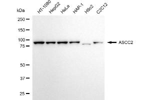 anti-Activating Signal Cointegrator 1 Complex Subunit 2 (ASCC2) antibody