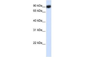 HSP90B1 antibody used at 1 ug/ml to detect target protein. (GRP94 Antikörper)