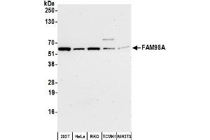 Western Blotting (WB) image for anti-Family with Sequence Similarity 98, Member A (FAM98A) (AA 469-519) antibody (ABIN7452658)