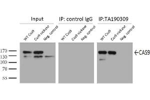 Immunoprecipitation (IP) image for anti-CRISPR-Cas9 (AA 1150-1200) antibody (ABIN2670026) (CRISPR-Cas9 (AA 1150-1200) Antikörper)