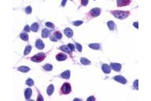 Anti-GPR137B / TM7SF1 antibody immunocytochemistry (ICC) staining of HEK293 human embryonic kidney cells transfected with GPR137B / TM7SF1. (GPR137B Antikörper  (Cytoplasmic Domain))