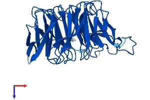 CIAO1 Protein (AA 1-339) (His tag)