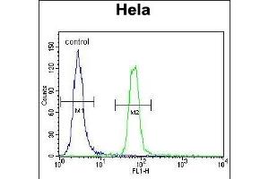 SUMO1 Antibody (C-term) (ABIN388027 and ABIN2845493) flow cytometric analysis of Hela cells (right histogram) compared to a negative control cell (left histogram). (SUMO1 Antikörper  (C-Term))
