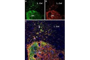 Multiplex staining of VGLUT2 and P2X7 Receptor in rat spinal cord - Immunohistochemical staining of perfusion-fixed frozen rat spinal cord sections using Anti-VGLUT2 Antibody (ABIN7043681, ABIN7044370 and ABIN7044371), (1:600) and Anti-P2X7 Receptor-ATTO Fluor-550 Antibody (ABIN7043577), (1:100). (Solute Carrier Family 17 (Vesicular Glutamate Transporter), Member 6 (SLC17A6) (AA 45-56), (Cytosolic), (N-Term) Antikörper)