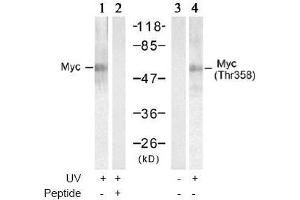 Image no. 2 for anti-Myc Proto-Oncogene protein (MYC) (Thr358) antibody (ABIN197156) (c-MYC Antikörper  (Thr358))