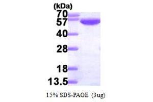 SDS-PAGE (SDS) image for Glucose-6-Phosphate Isomerase (GPI) (AA 1-558) protein (His tag) (ABIN666778) (GPI Protein (AA 1-558) (His tag))