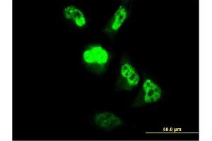Immunofluorescence (IF) image for anti-Centromere Protein M (CENPM) (AA 1-180) antibody (ABIN566326)