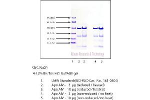 Gel Scan of Apolipoprotein AIV, Human Plasma  This information is representative of the product ART prepares, but is not lot specific. (APOA4 Protein)