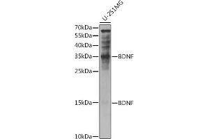 Western blot analysis of extracts of U-251MG cells, using BDNF antibody (ABIN6129991, ABIN6137522, ABIN6137524 and ABIN6215043) at 1:1000 dilution. (BDNF Antikörper  (AA 20-247))