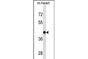 DRD4 Antibody (Center) (ABIN1882235 and ABIN2843892) western blot analysis in mouse heart tissue lysates (35 μg/lane). (DRD4 Antikörper  (AA 365-391))