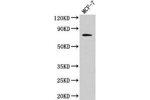 Western Blot Positive WB detected in: MCF-7 whole cell lysate All lanes: RAF1 antibody at 4 μg/mL Secondary Goat polyclonal to rabbit IgG at 1/50000 dilution Predicted band size: 74, 76 kDa Observed band size: 74 kDa (RAF1 Antikörper  (AA 1-648))