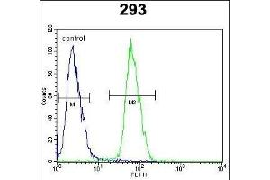 PLA2G1B Antibody (C-term) (ABIN651072 and ABIN2840059) flow cytometric analysis of 293 cells (right histogram) compared to a negative control cell (left histogram). (PLA2G1B Antikörper  (C-Term))