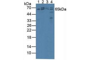 Figure. (AMP Activated Protein Kinase Alpha2 (AA 252-493) Antikörper)