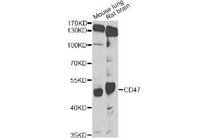 Western blot analysis of extracts of various cell lines, using CD47 Antibody (ABIN5974380) at 1/1000 dilution. (CD47 Antikörper)