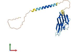 Protein Structure (PS) image for Tumor Necrosis Factor (Ligand) Superfamily, Member 8 (TNFSF8) (AA 1-239) protein (His tag) (ABIN7563138)