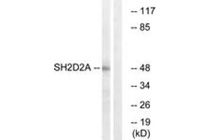 Western Blotting (WB) image for anti-SH2 Domain Protein 2A (SH2D2A) (AA 211-260) antibody (ABIN2890632) (SH2D2A Antikörper  (AA 211-260))