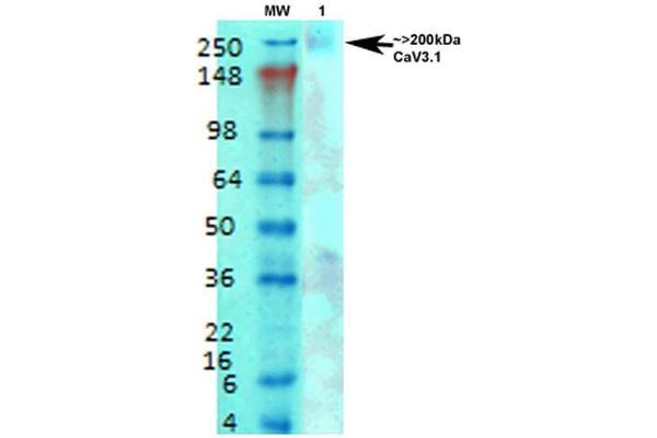 CACNA1G Antikörper  (AA 2052-2172) (HRP)