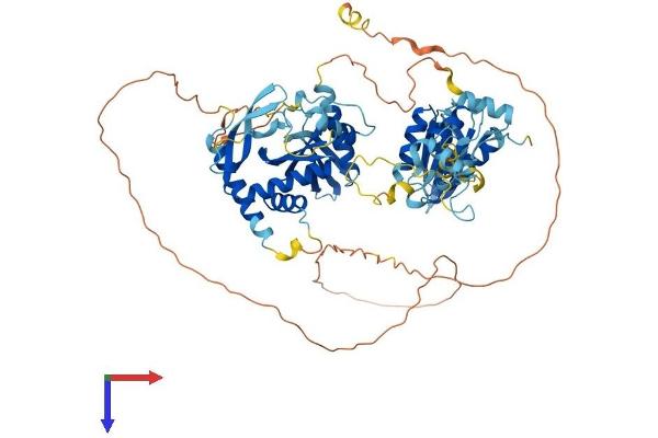 NKRF Protein (AA 1-690) (His tag)