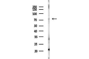 Western blot analysis of lysates from PC12 cells(LPS 4h treatment), using SYDE1 Antibody at 1/1000 dilution.